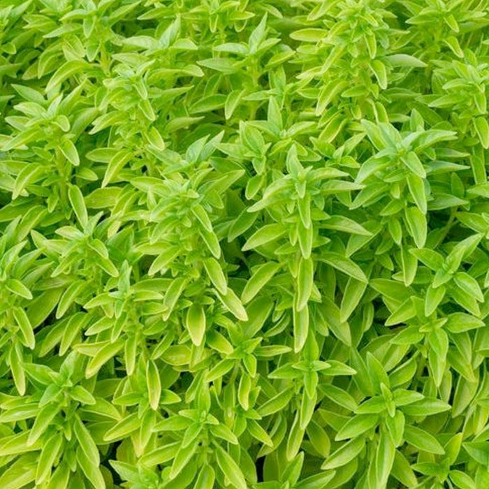 Basil 'Fino Verde' - 4" Pot