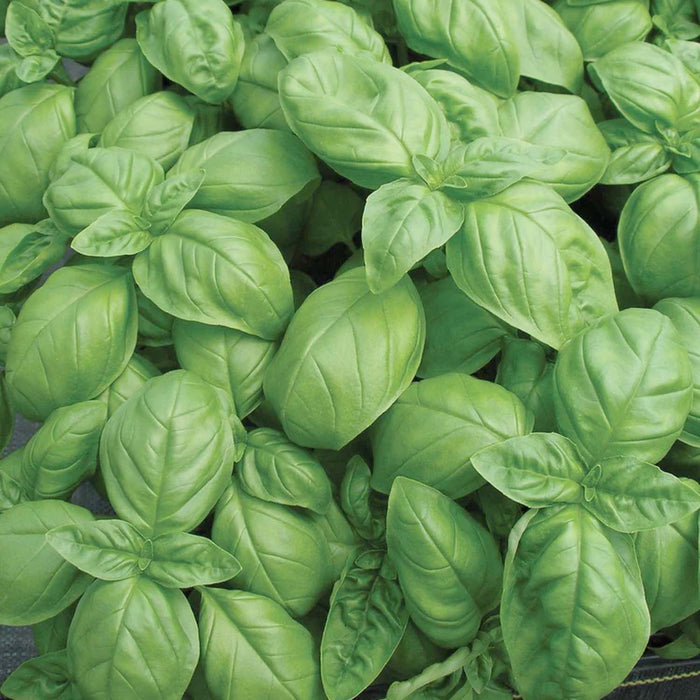 Basil 'Genovese Italian Classic' - 4" Pot