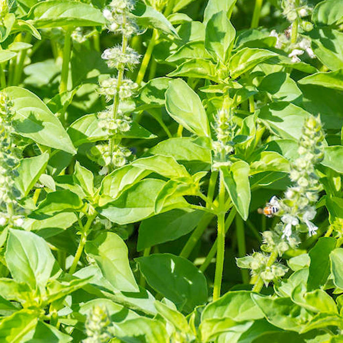Basil 'Lemon' - 4" Pot