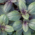 Basil 'Magic Mountain' - 4" Pot