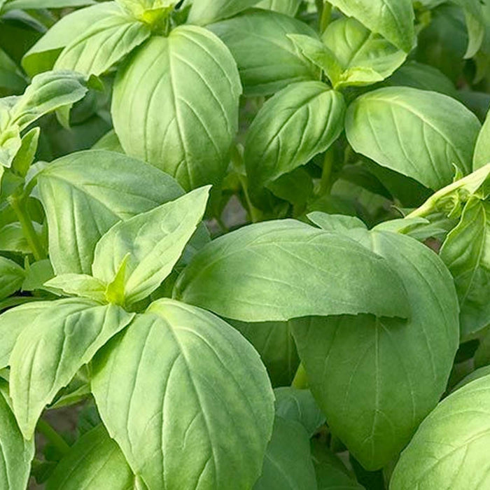Basil 'Prospera' - 4" Pot