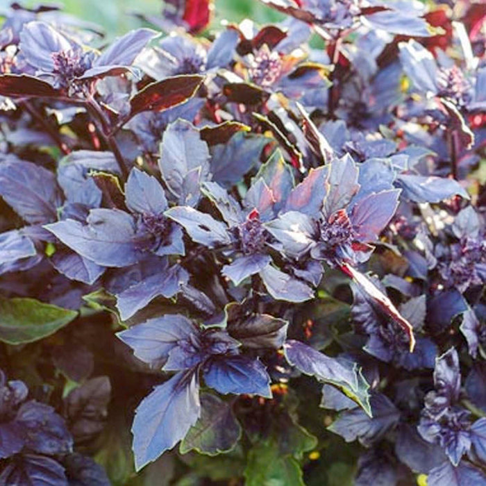 Basil 'Purple' - 4" Pot