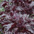 Basil 'Purple Ruffles' - 4" Pot