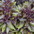 Basil 'Red Ball' - 4" Pot