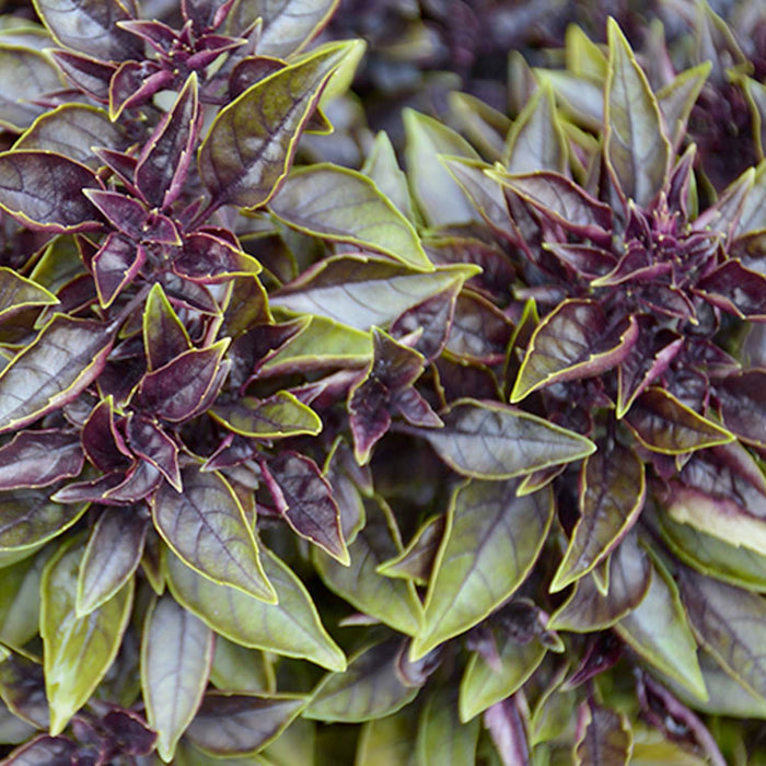 Basil 'Red Ball' - 4" Pot