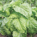Basil 'Sweet Mammoth - 4" Pot