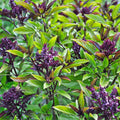 Basil 'Thai Siam Queen' - 4" Pot