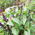 Basil 'Thai Sweet' - 4" Pot