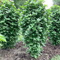 Basil 'Thai Tower' - 4" Pot