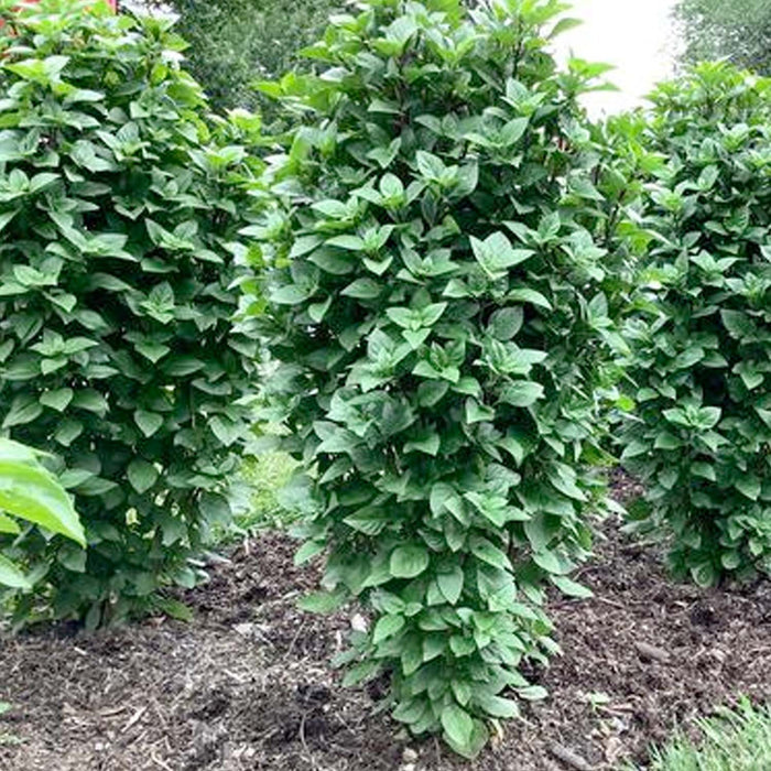Basil 'Thai Tower' - 4" Pot
