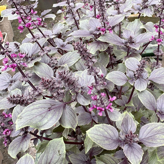 Basil 'Wild Magic' - 4" Pot