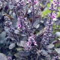Basil 'Wild Magic' - 4" Pot
