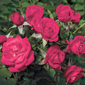Be My Baby - 24" Tree - 5 Gallon - Roger's Gardens
