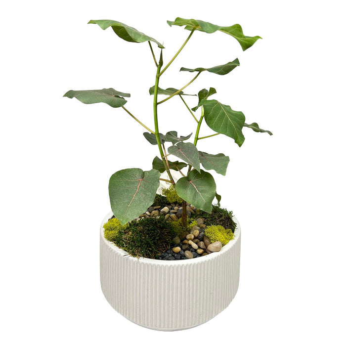 Beaucarnea Zen Garden
