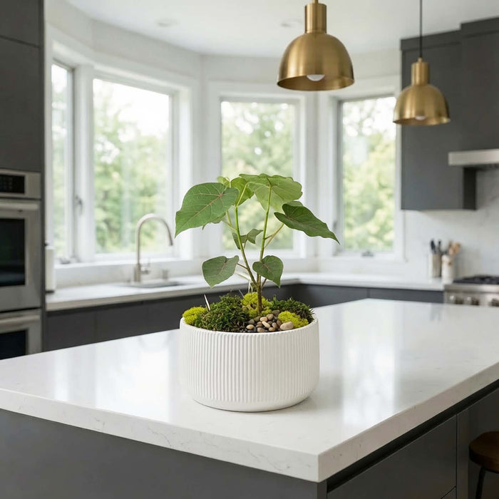 Beaucarnea Zen Garden