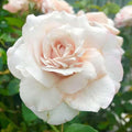 Belinda's Blush - 5 Gallon - Roger's Gardens
