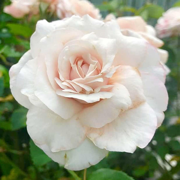 Belinda's Blush - 5 Gallon - Roger's Gardens