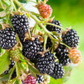 BERRY BLACKBERRY 'BLACK SATIN' (THORNLESS) - #2 GALLON - Roger's Gardens