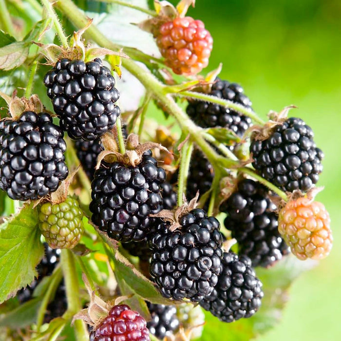 BERRY BLACKBERRY 'BLACK SATIN' (THORNLESS) - #2 GALLON - Roger's Gardens