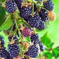 BERRY BLACKBERRY 'OLALLIE' - #2 GALLON - Roger's Gardens