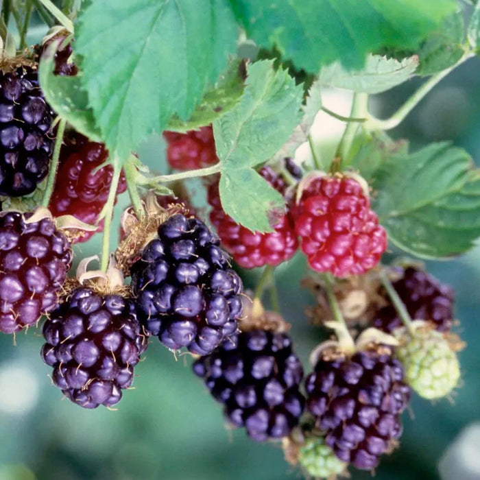 BERRY BOYSENBERRY - THORNLESS - #2 GALLON - Roger's Gardens