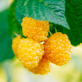 BERRY RASPBERRY AMBER 'ANNE' - #2 GALLON - Roger's Gardens