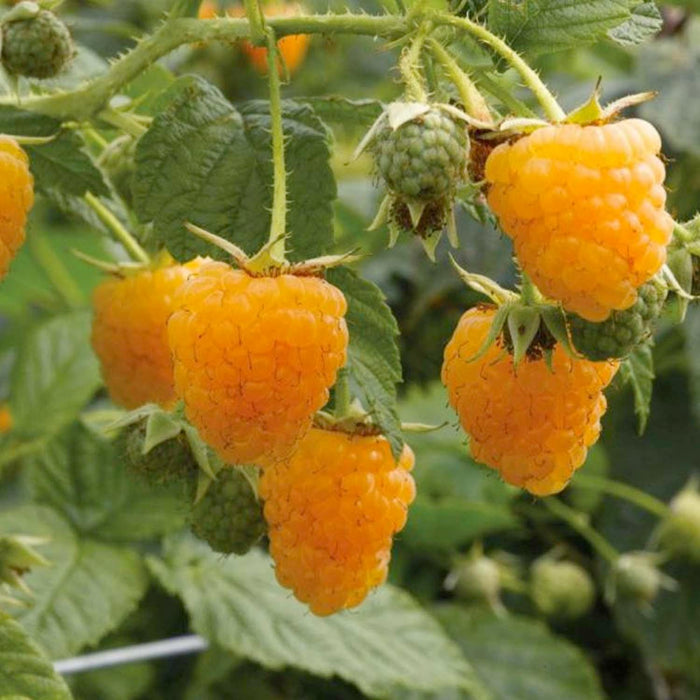 BERRY RASPBERRY AMBER 'FALL GOLD' - #2 GALLON - Roger's Gardens