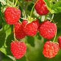 BERRY RASPBERRY RED 'RED HERITAGE' - #2 GALLON - Roger's Gardens