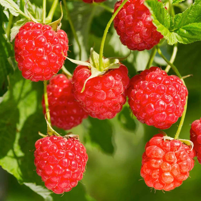 BERRY RASPBERRY RED 'RED HERITAGE' - #2 GALLON - Roger's Gardens