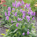 Betony - 4" Pot