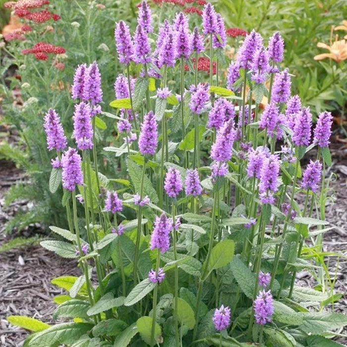Betony - 4" Pot