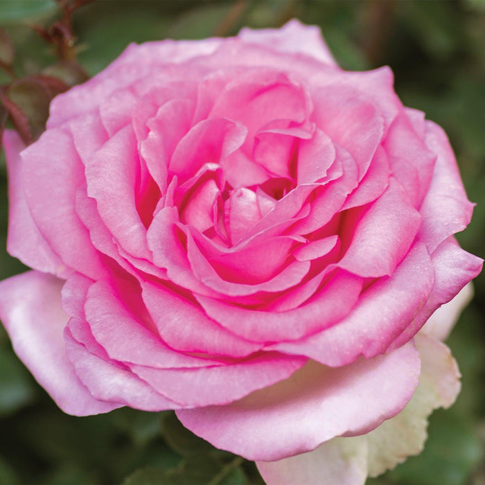 Beverly Eleganza - 5 Gallon - Roger's Gardens