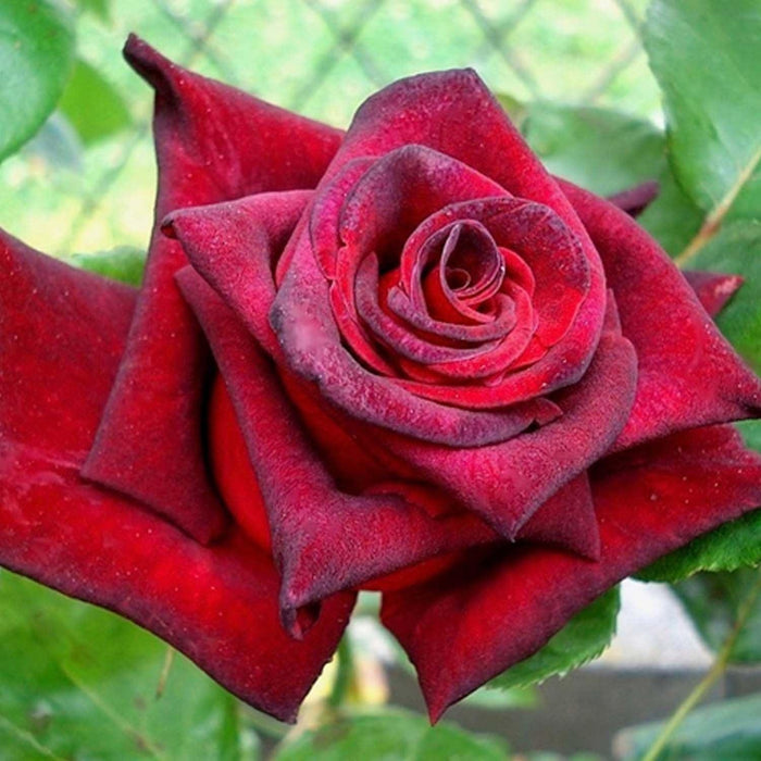 Black Baccara - 5 Gallon - Roger's Gardens
