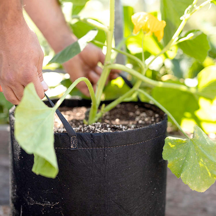 Black GeoPot Fabric Bag - 15 Gallon - Roger's Gardens