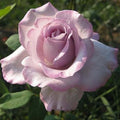 Blue Girl - 5 Gallon - Roger's Gardens