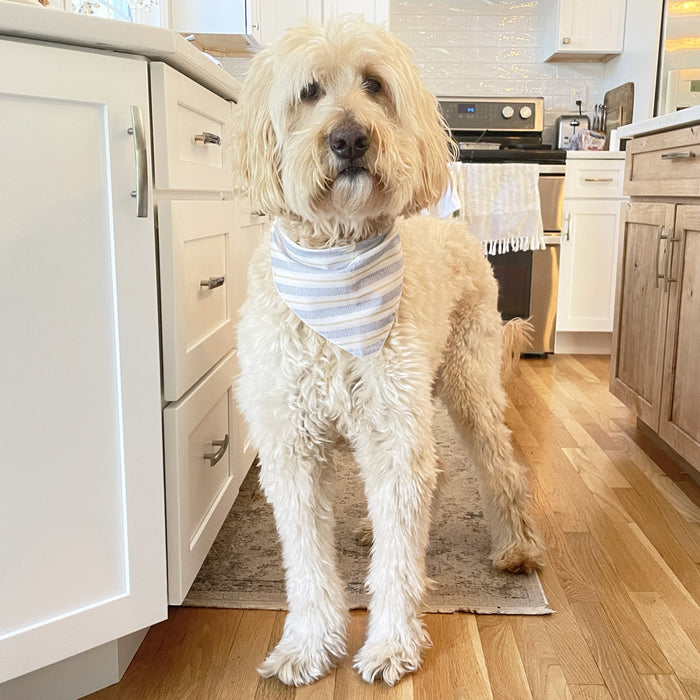Cream goldendoodle wearing a blue-striped dog bandana, standing in a bright kitchen.