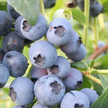 BLUEBERRY 'BILOXI' - #5 GALLON - Roger's Gardens