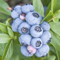 BLUEBERRY 'EMERALD' - #5 GALLON - Roger's Gardens
