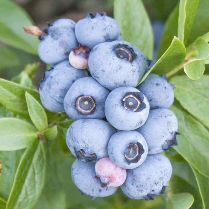 BLUEBERRY 'EMERALD' - #5 GALLON - Roger's Gardens