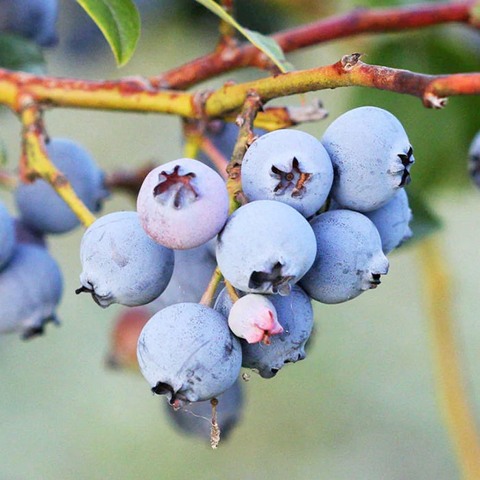 BLUEBERRY 'JEWEL' - #5 GALLON - Roger's Gardens