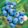 BLUEBERRY 'JUBILEE' - #15 GALLON - Roger's Gardens