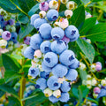 BLUEBERRY 'MISTY' - #5 GALLON - Roger's Gardens
