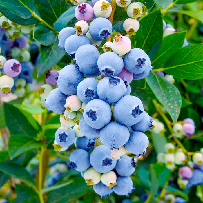 BLUEBERRY 'MISTY' - #5 GALLON - Roger's Gardens