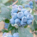 BLUEBERRY 'REVEILLE' - #2 GALLON - Roger's Gardens
