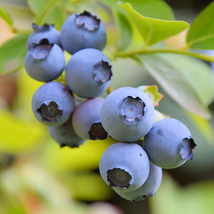 BLUEBERRY 'STAR' - #5 GALLON - Roger's Gardens