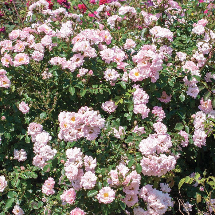 Blushing Drift - 5 Gallon - Roger's Gardens