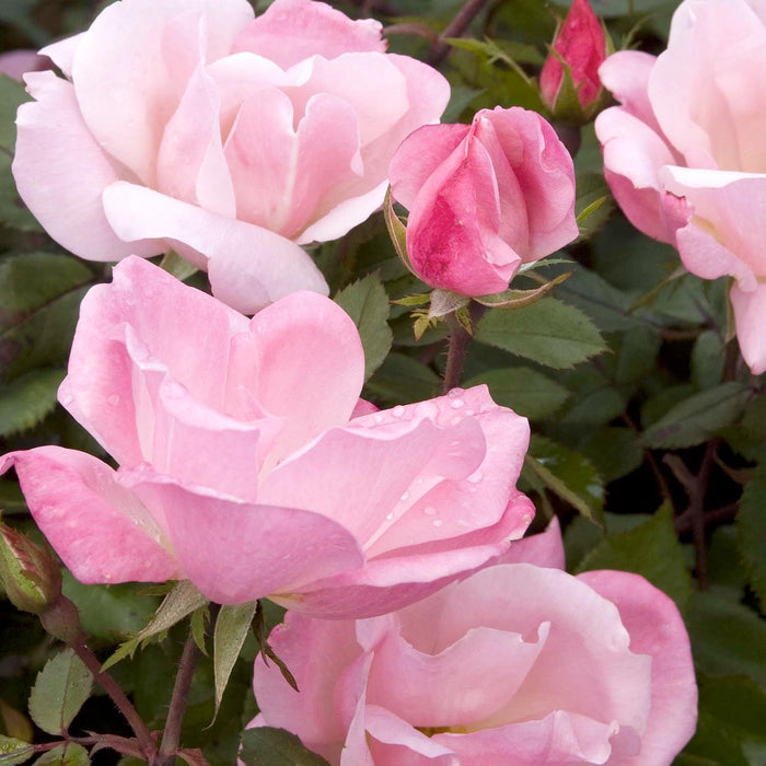 Blushing Knock Out - 2 Gallon - Roger's Gardens