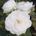 Bolero - 36" Tree - 5 Gallon - Roger's Gardens