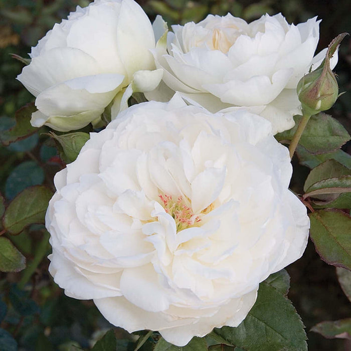 Bolero - 36" Tree - 5 Gallon - Roger's Gardens