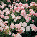Bonica - 5 Gallon - Roger's Gardens